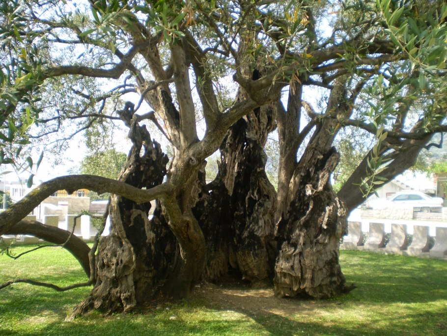 Оливковое дерево Италия партия
