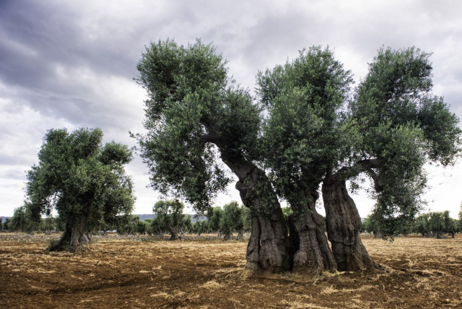 Old olive tree