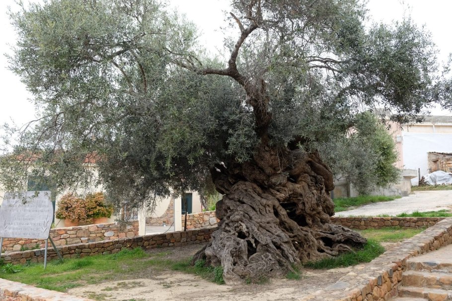 Израиль Гефсиманский сад