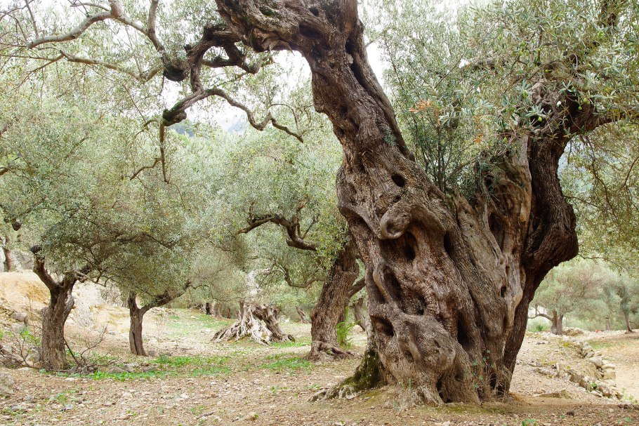 Оливковое дерево (d-19, н-80)