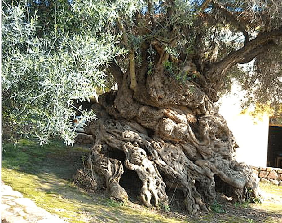 Масличная роща Греция