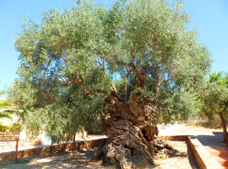 Оливковое дерево у моря