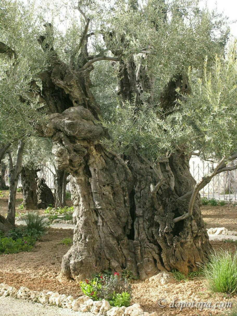Красивое оливковое дерево