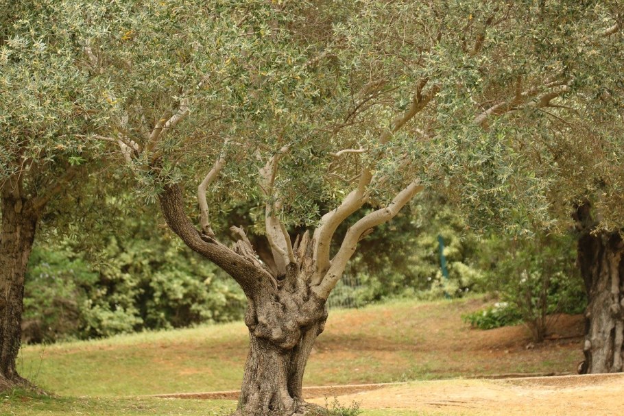 Оливковое дерево Вувес
