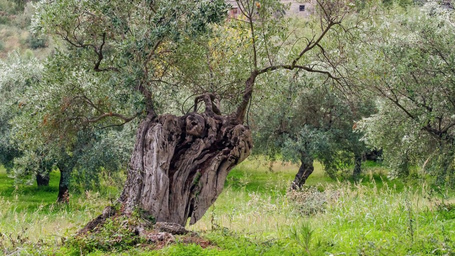 Оливковая роща Артек