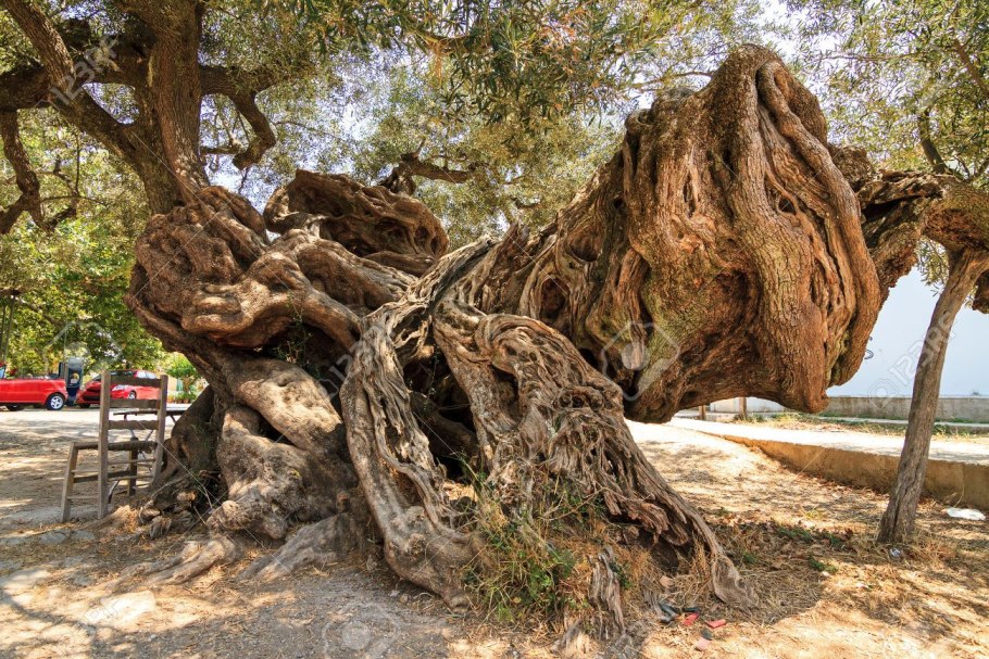 Оливковое дерево 1000 лет