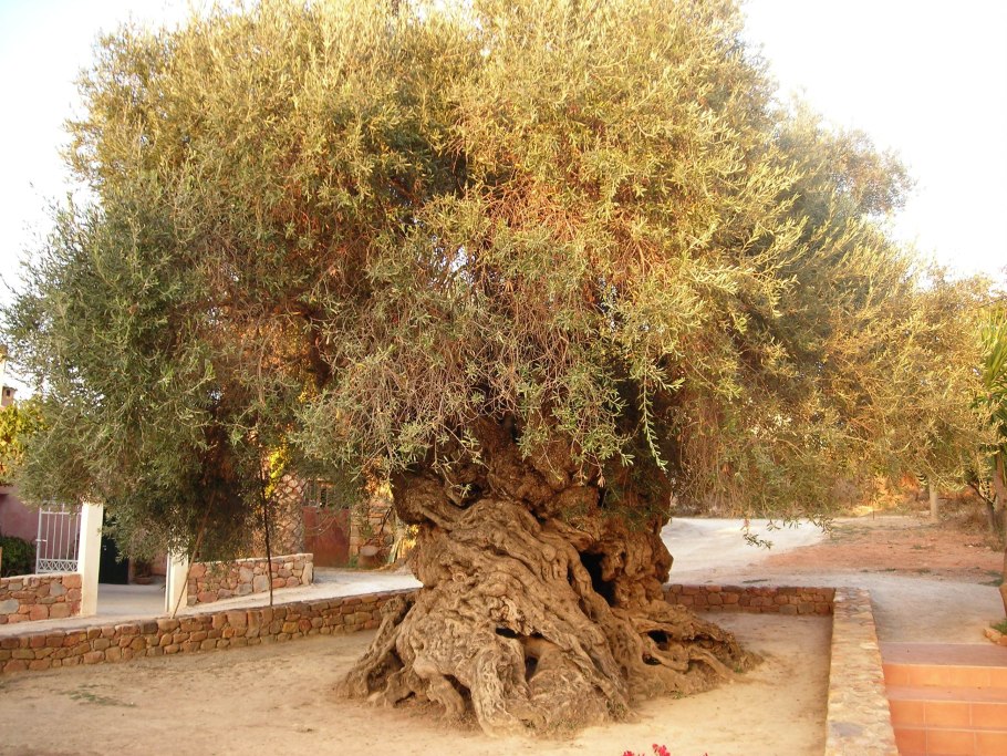 Дерево 2000 лет