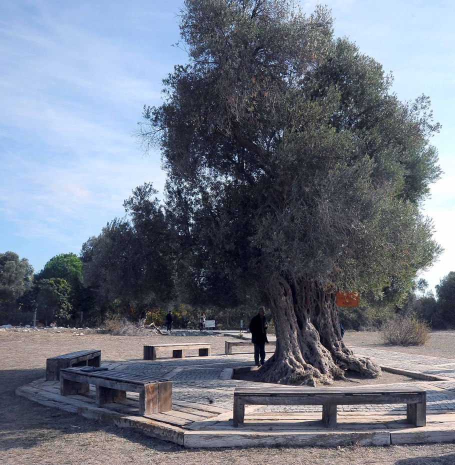 Старая маслина в баре Черногория