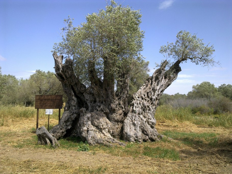 Оливковое дерево Вувес