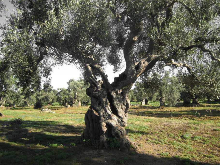 Маслина дерево 2000 лет
