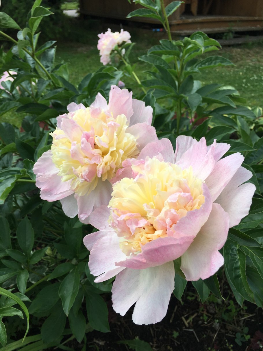 Пион молочноцветковый Катарина Фонтейн