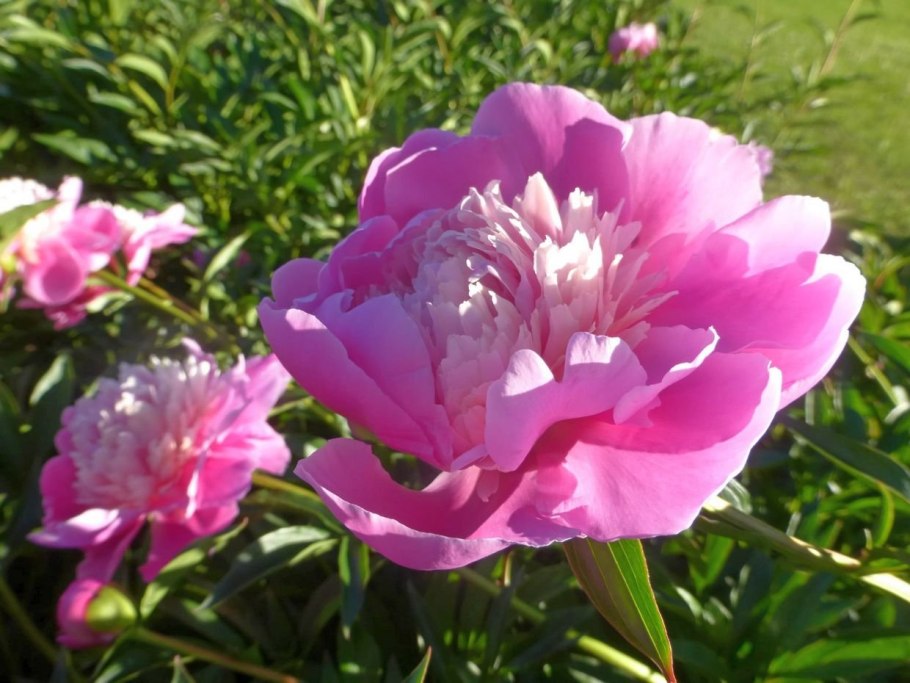 Пион Катарина Фонтейн