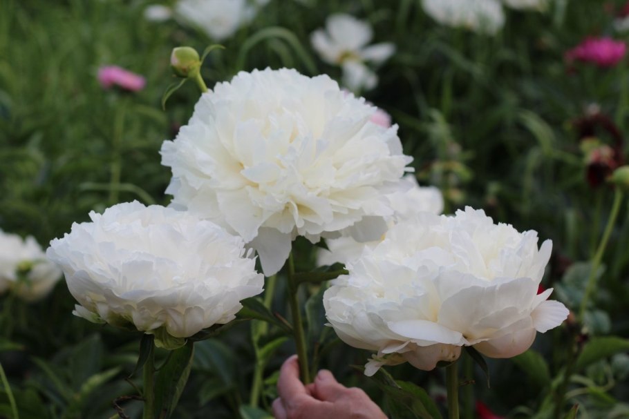 Пион красавица Башкирии