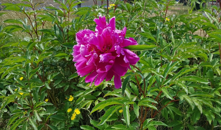 Пион травянистый бархат ночи