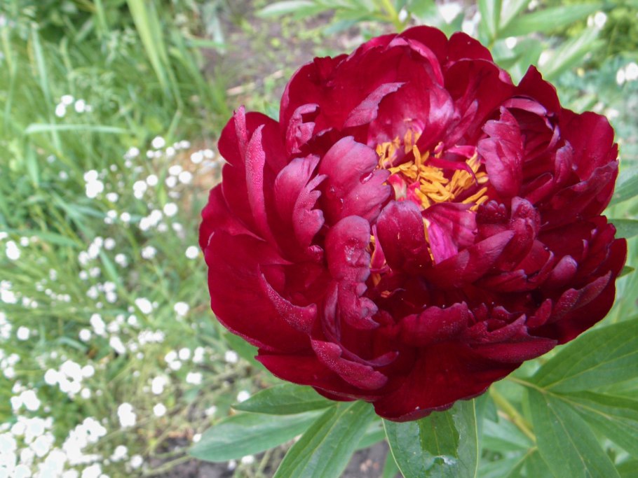 Пион межвидовой гибрид Катарина Фонтейн