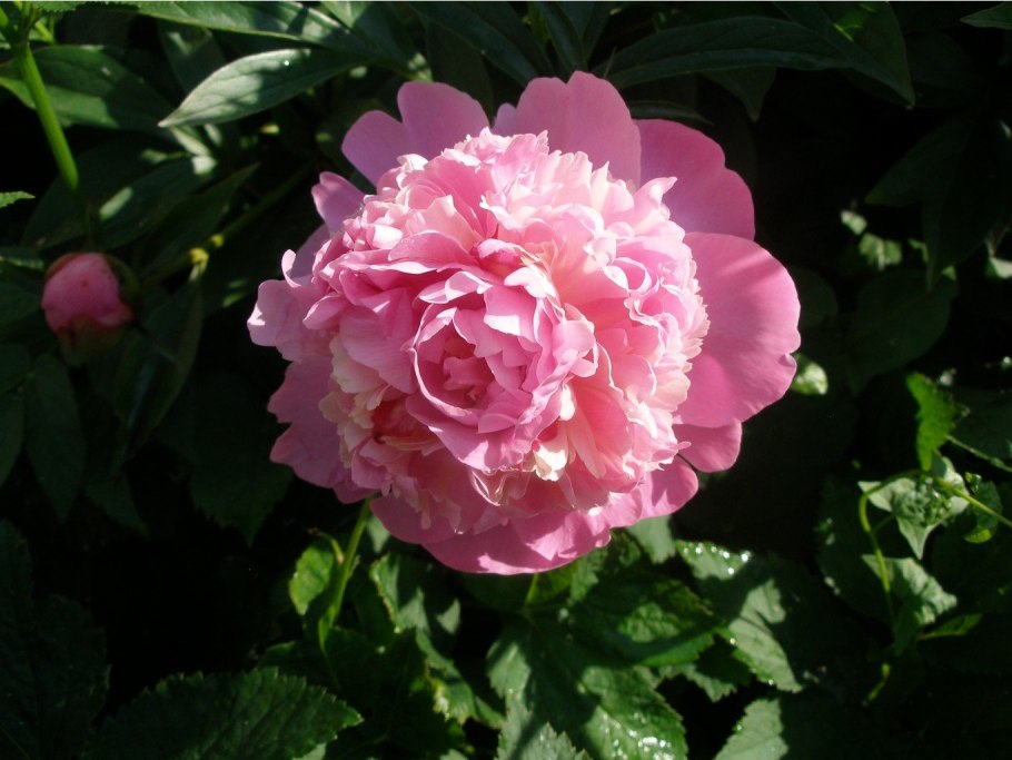 Пион травянистый Катарина Фонтейн