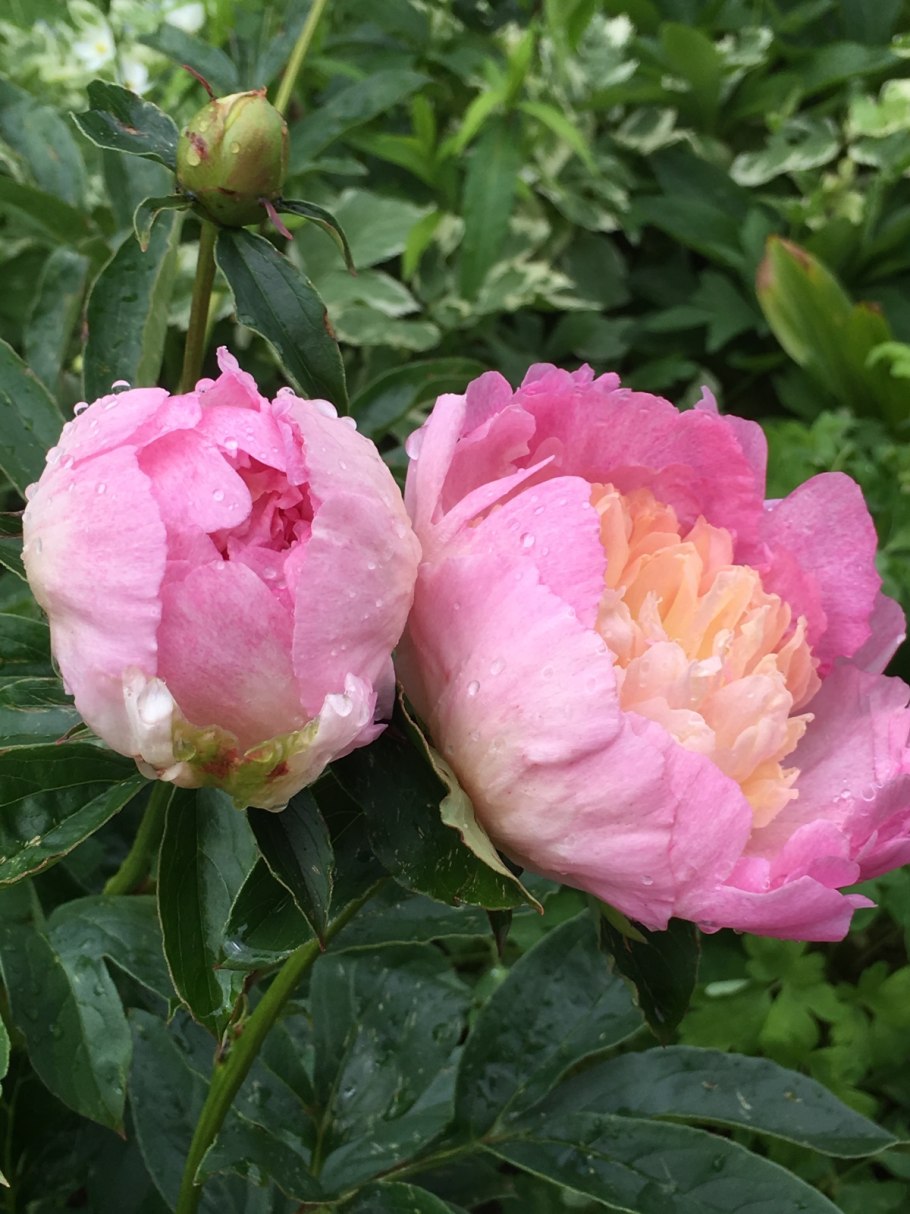 Пион Распберри Сандей