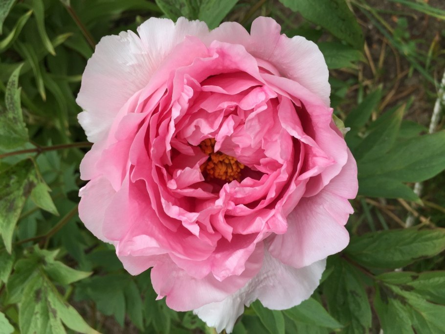 Пион сапфир