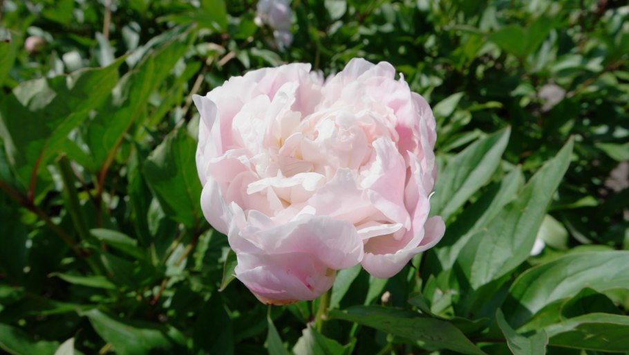 Petticoat Parade пион