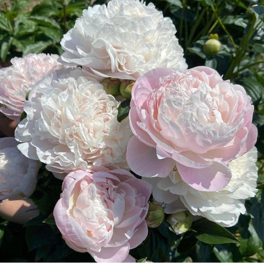 Пион молочноцветковый Петер Бранд