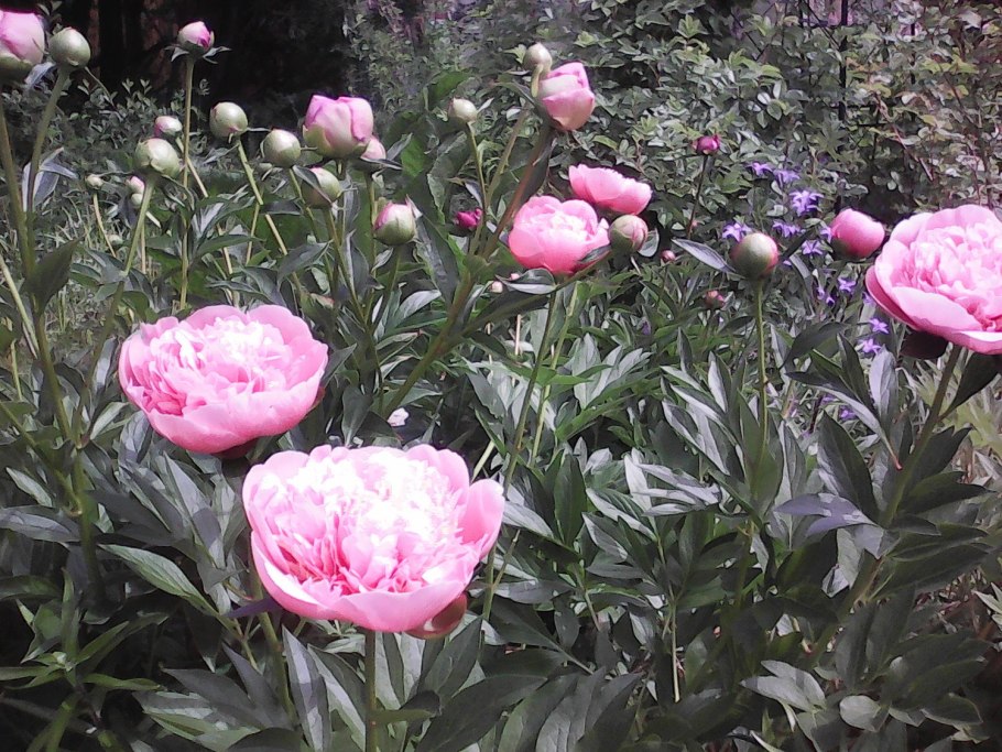 Пион молочноцветковый Катарина Фонтейн