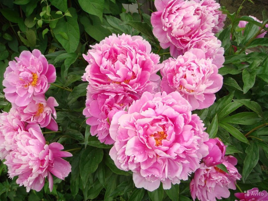 Пион сорбет