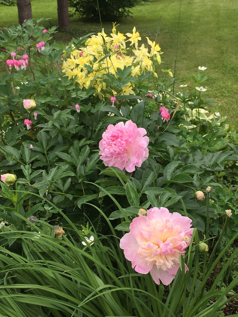 Пион Маргарет Трумэн