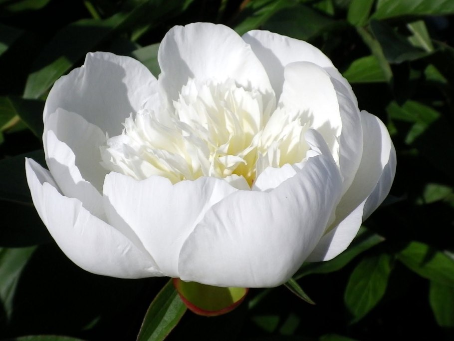 Пион Sonoma Yedo ~ Itoh Hybrid