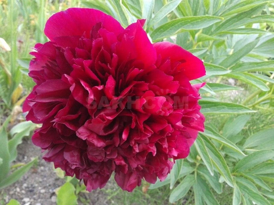 Пион травянистый Катарина Фонтейн