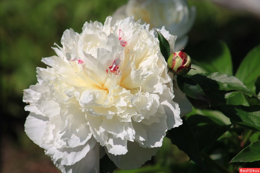 Пион Этчед Салмон