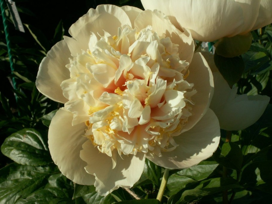 Пион Кэтрин Фонтейн