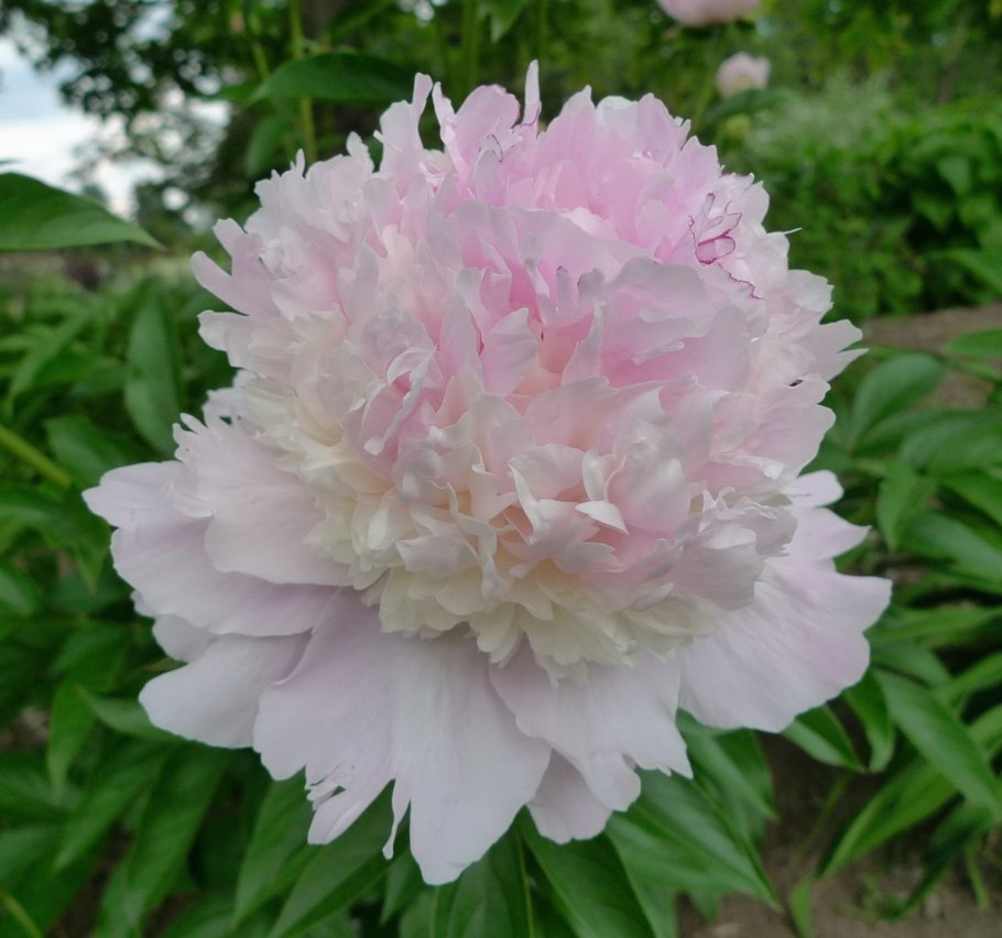 Слайсер mec CED 275rs