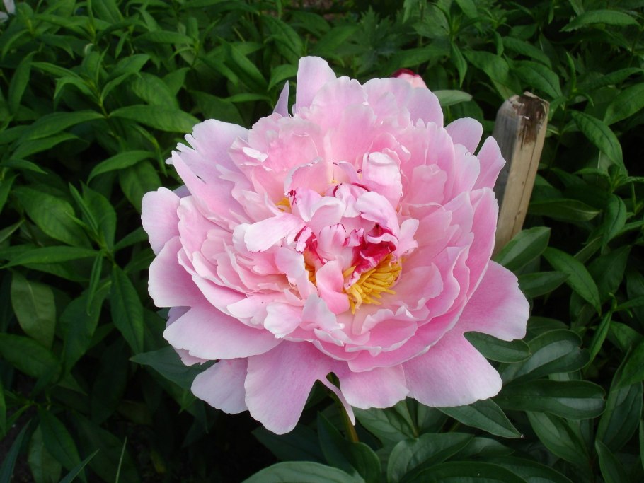 Пион Адмирал Скакодуб