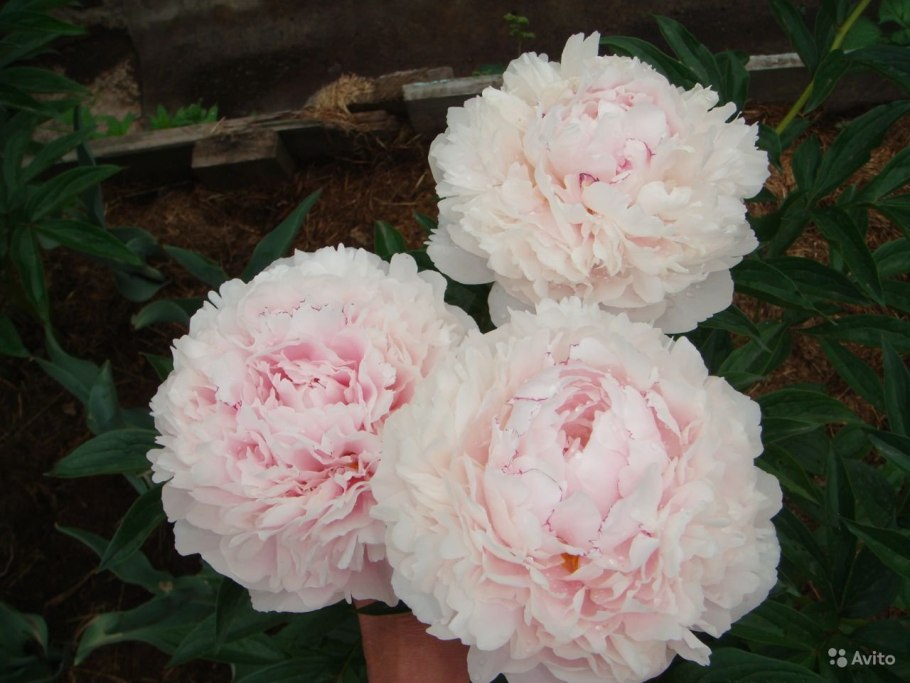 Катарина Фонтейн