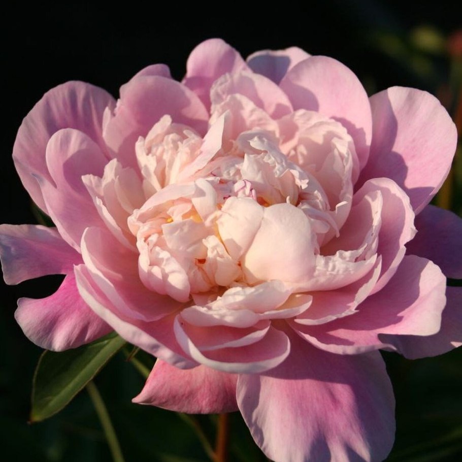 Пион белый лебедь фото