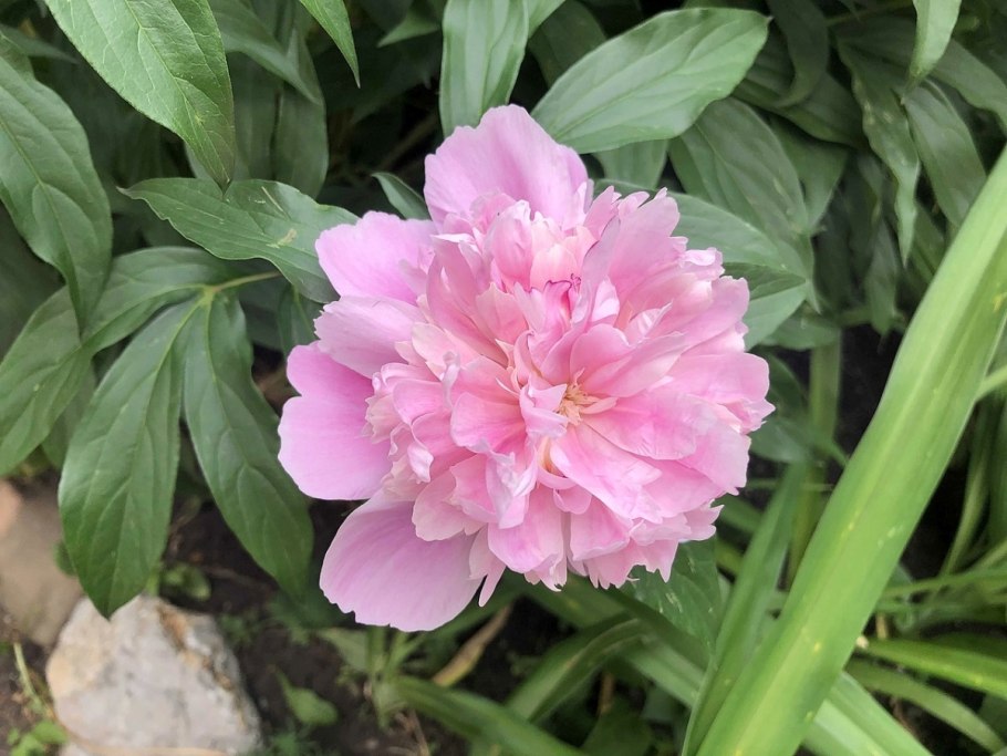 Пион леди Александра Даф