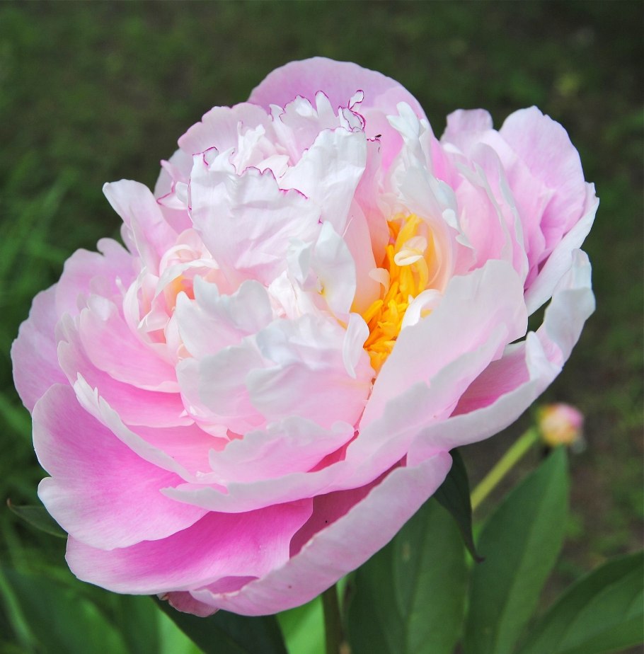 Пион Кэтрин Фонтейн