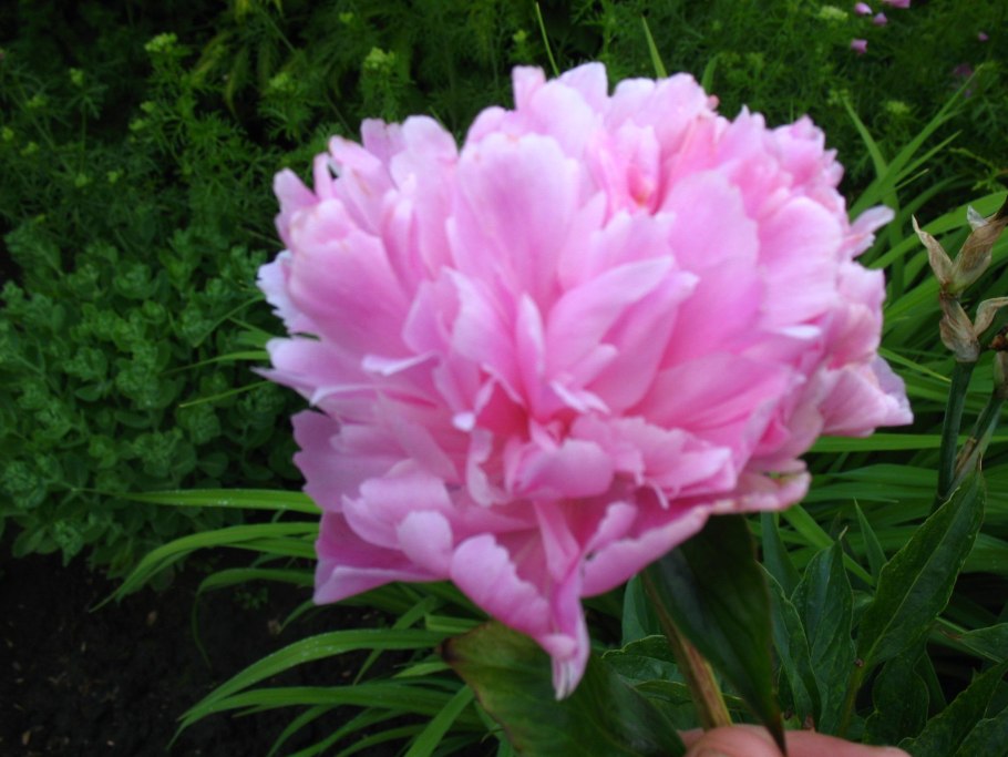 Пион Ниппон Бьюти