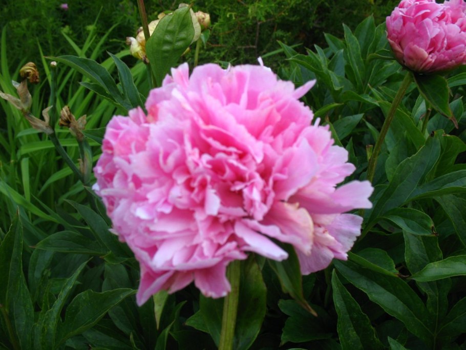 Пион травянистый Катарина Фонтейн