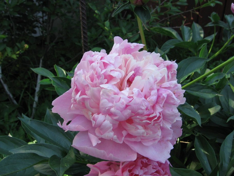 Пион blush Queen