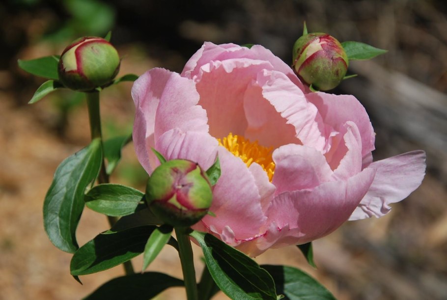 Пион Юлиска