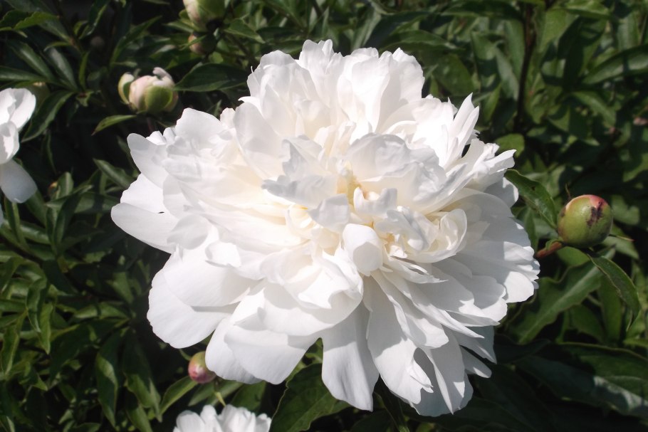 Catharina Fontijn пион