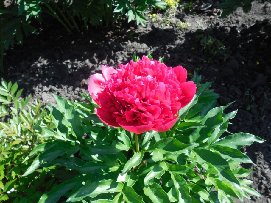 Пион Корина Версан