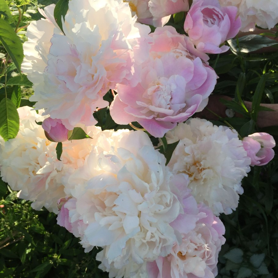 Pink parfait пион