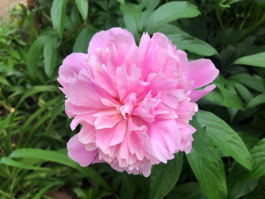 Пион травянистый Катарина Фонтейн