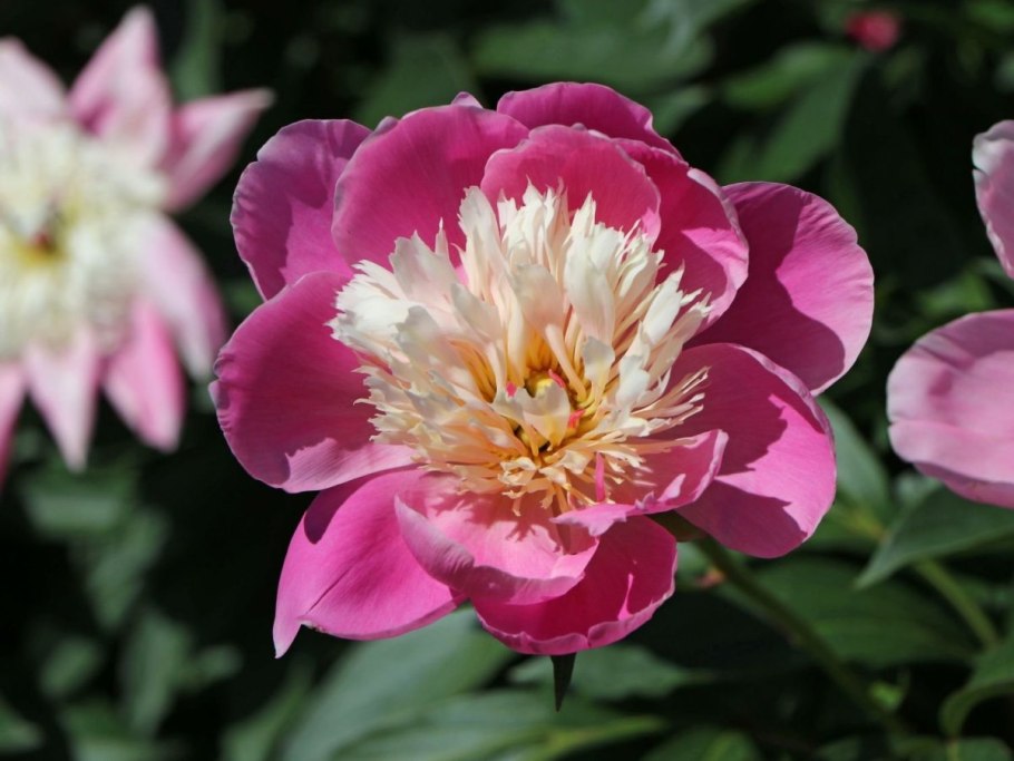 Пион древовидный гигант из Хемозы