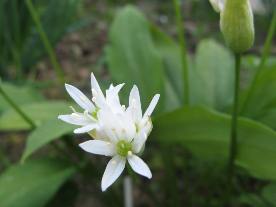 Черемша Байкальская