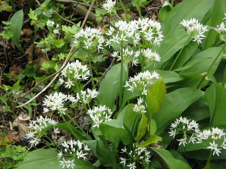 Лук Медвежий (Allium ursinum)