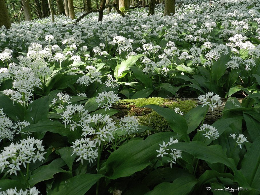 Черемша Сибирская (лук победный) - Allium victorialis.
