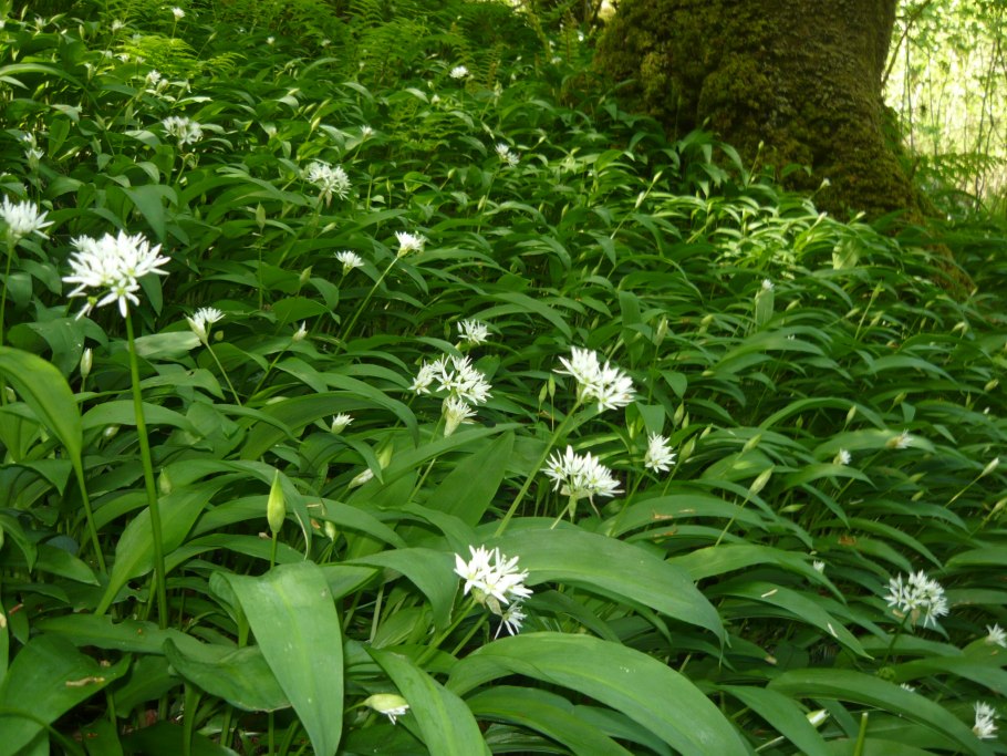 Лук Медвежий (Allium ursinum)